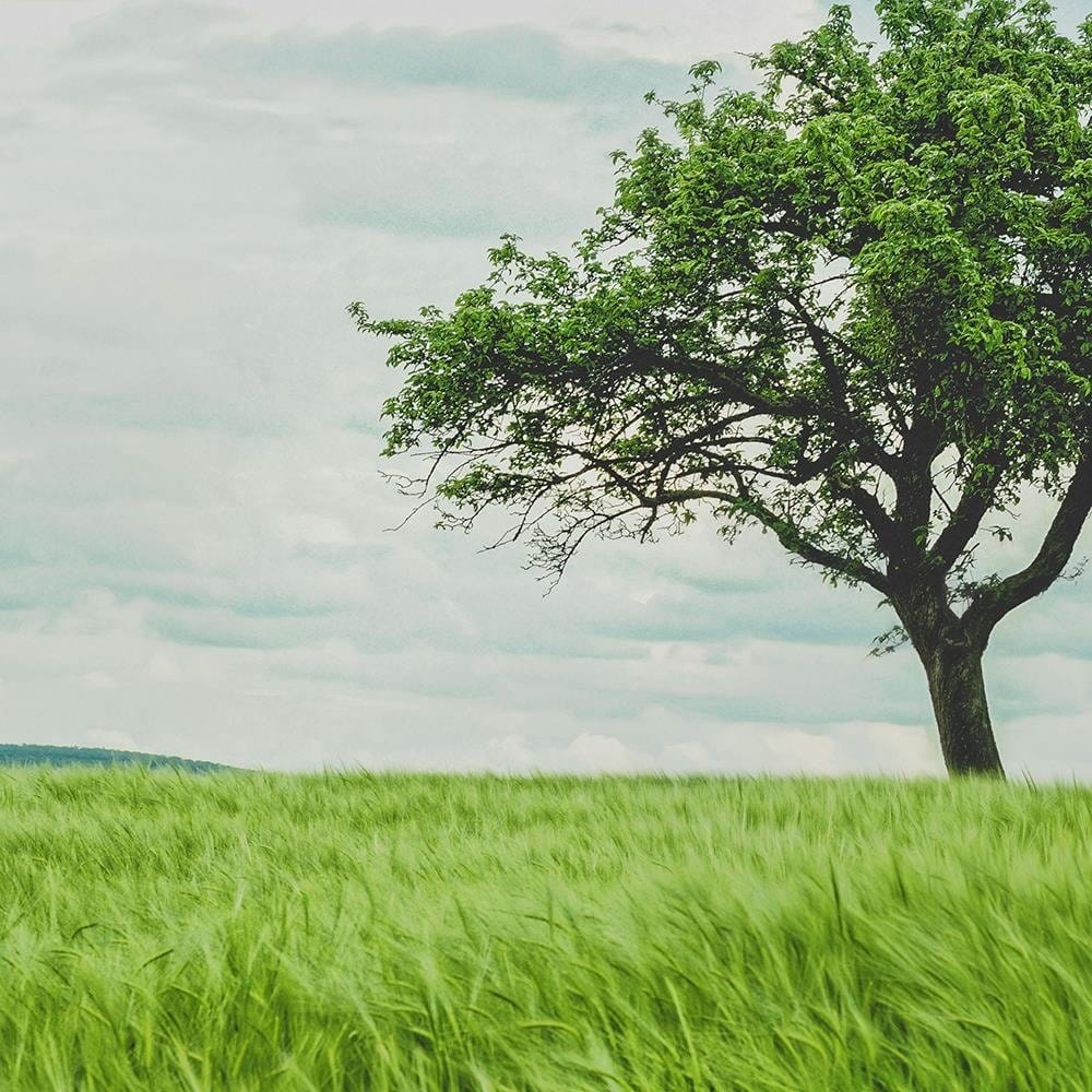 Glezna melnā rāmī - Tree In Half Home Trends
