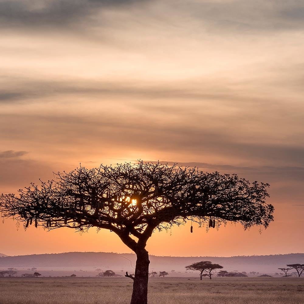 Glezna melnā rāmī - Tree On Savannah Home Trends