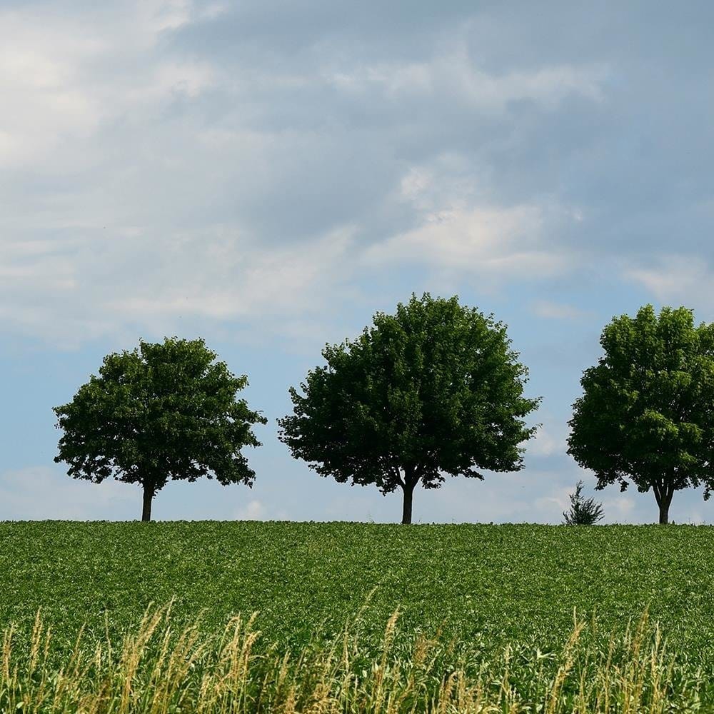 Glezna melnā rāmī - Trees On The Meadow Home Trends