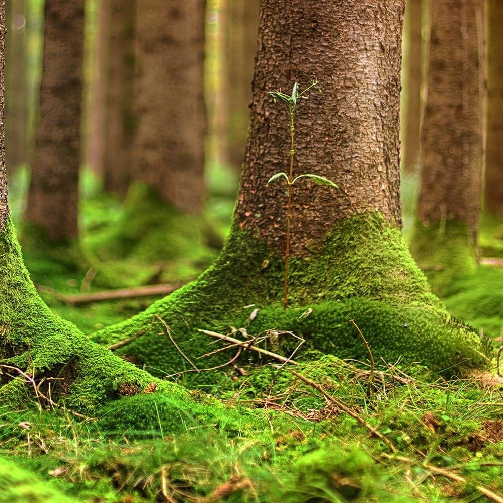 Glezna melnā rāmī - Trunks Covered With Moss Home Trends