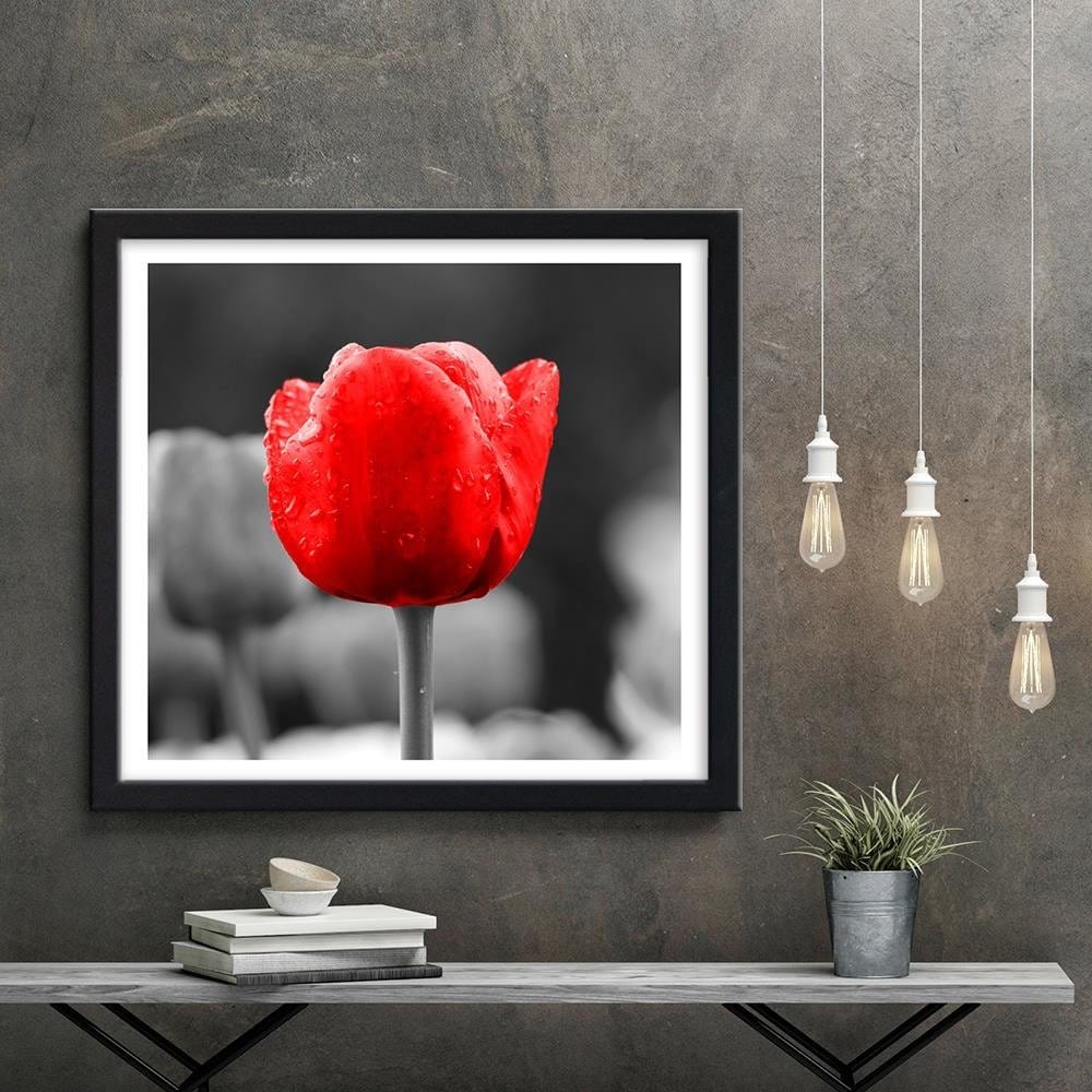 Glezna melnā rāmī - Tulip In Red Home Trends