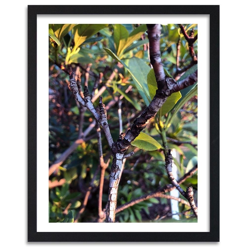 Glezna melnā rāmī - Twig Bush Home Trends