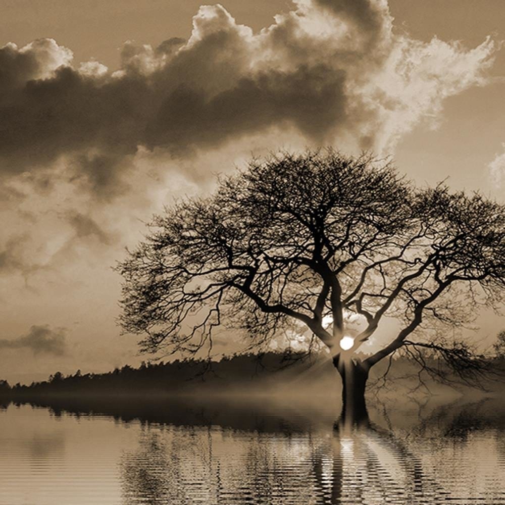 Glezna melnā rāmī - View Of The Tree At 1 Home Trends