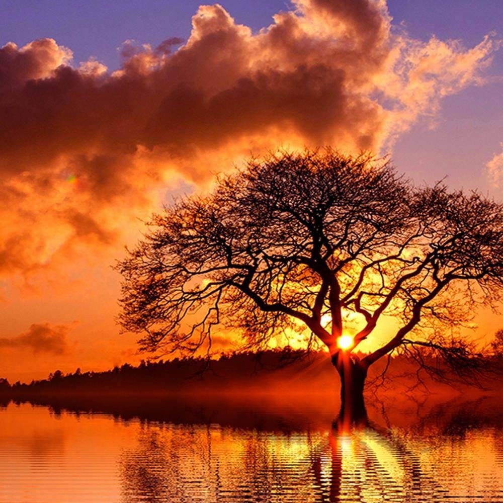 Glezna melnā rāmī - View Of The Tree At 4 Home Trends