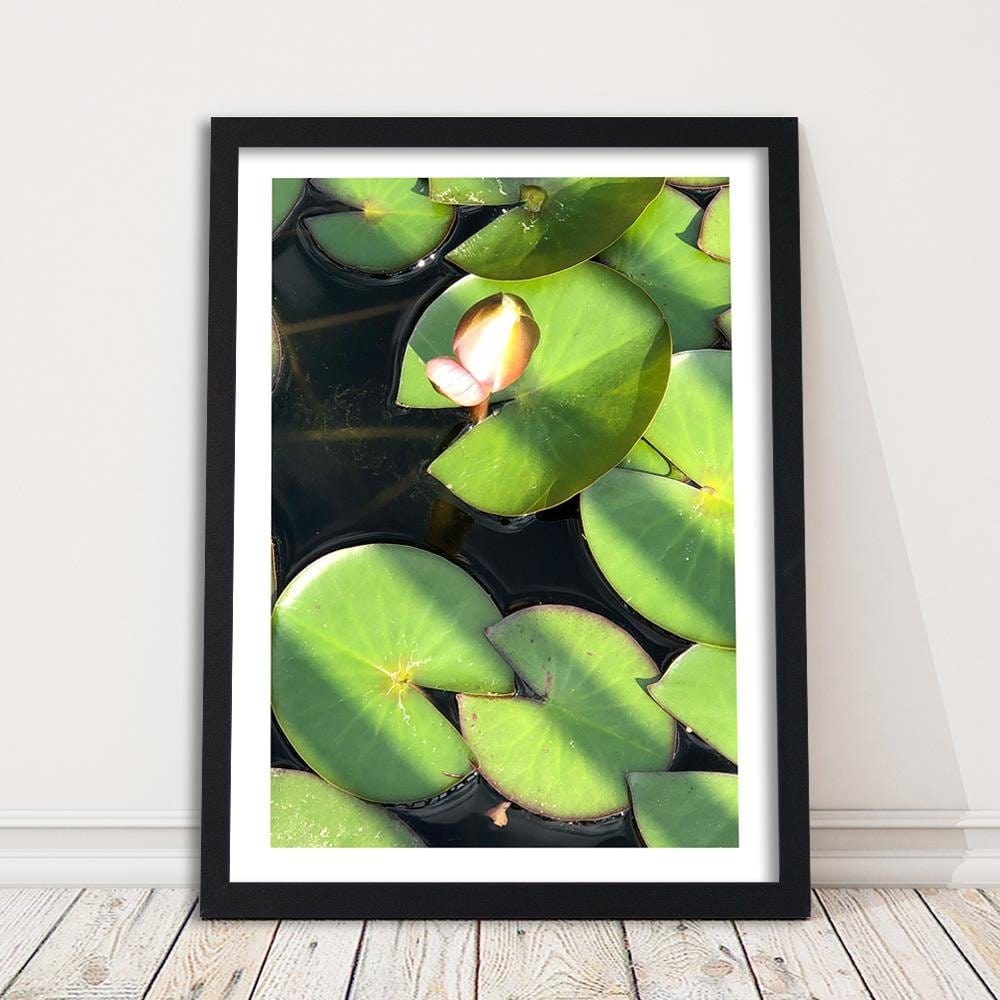 Glezna melnā rāmī - Water Lily Bud Home Trends