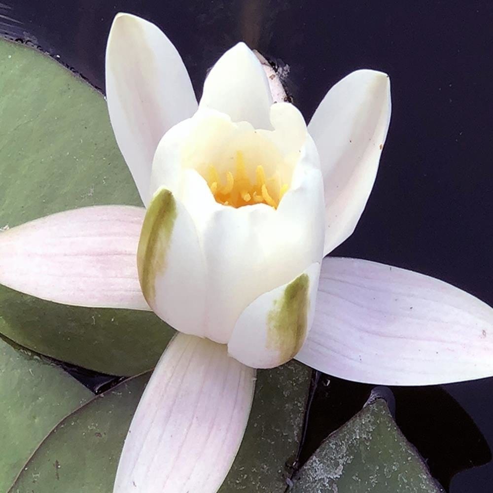 Glezna melnā rāmī - Water Lily Flower Home Trends