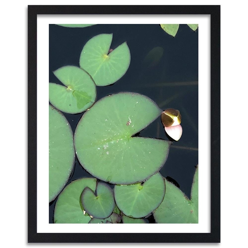 Glezna melnā rāmī - Water Lily Leaves Home Trends