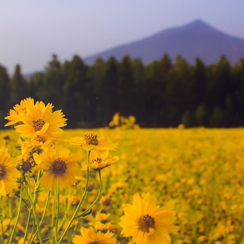 Glezna melnā rāmī - Wild Yellow Flower Home Trends