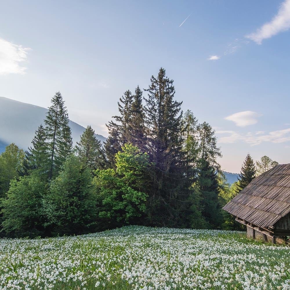 Glezna melnā rāmī - Wooden House In The Midst Of Tears Home Trends