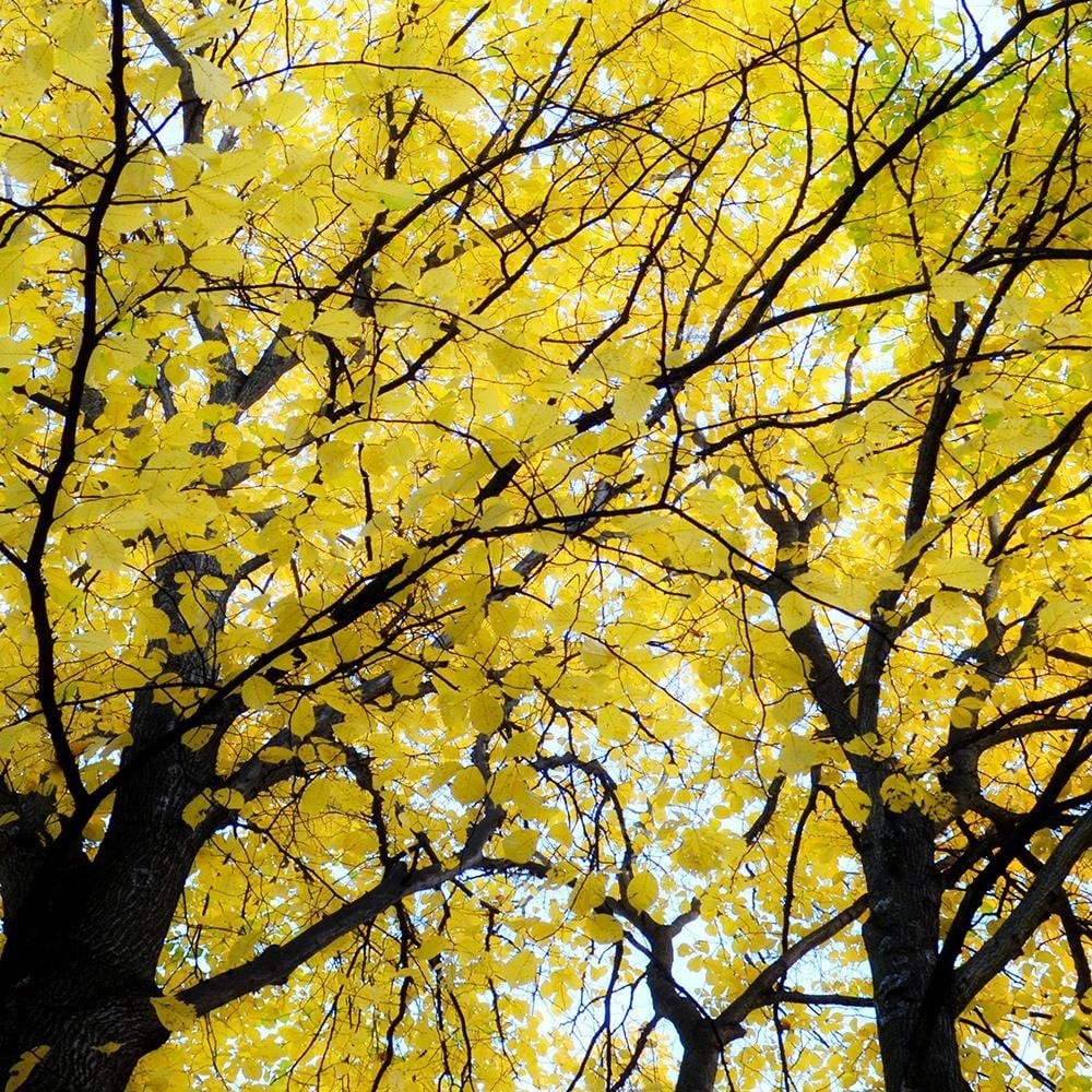 Glezna melnā rāmī - Yellow Leaves On A Tree Home Trends