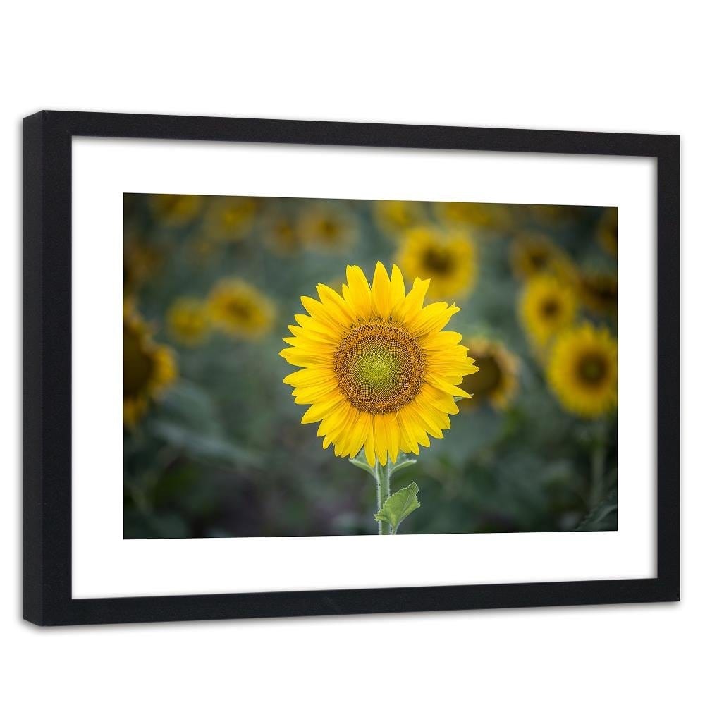 Glezna melnā rāmī - Young Sunflower Home Trends