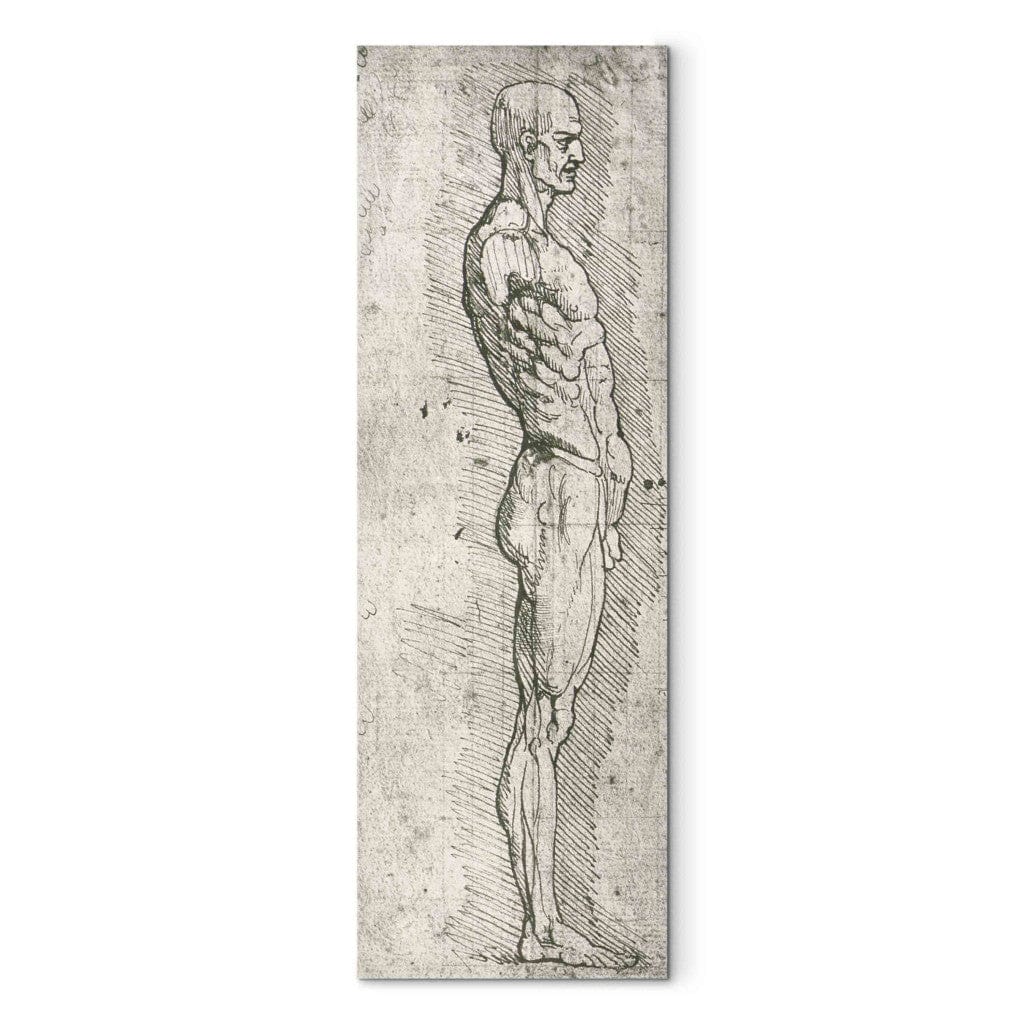 Gleznas reprodukcija - Leonardo da Vinci - Anatomical Study (pen and ink on paper) G-ART