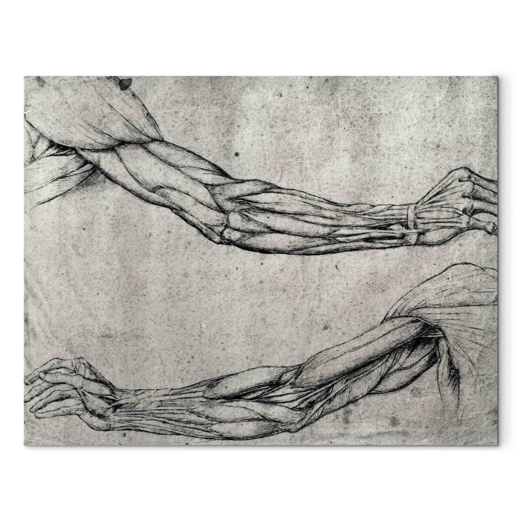 Gleznas reprodukcija - Leonardo da Vinci - Study of Arms G-ART