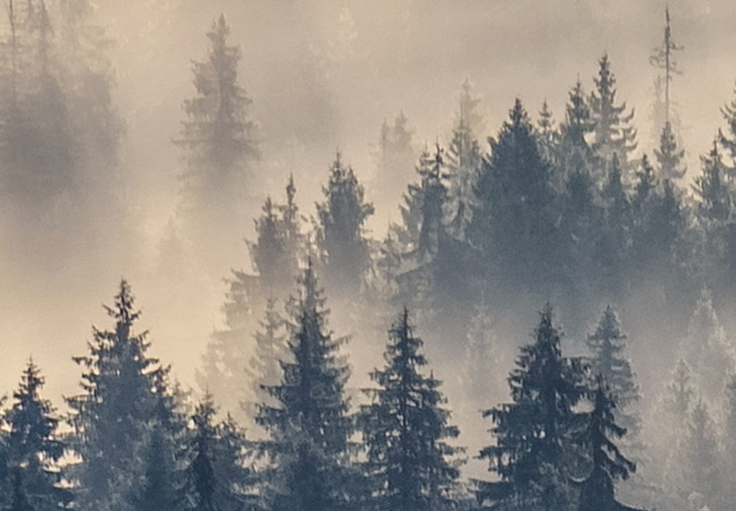 Glezna ar meža skatu - Mežs miglā, 105610 Home Trends