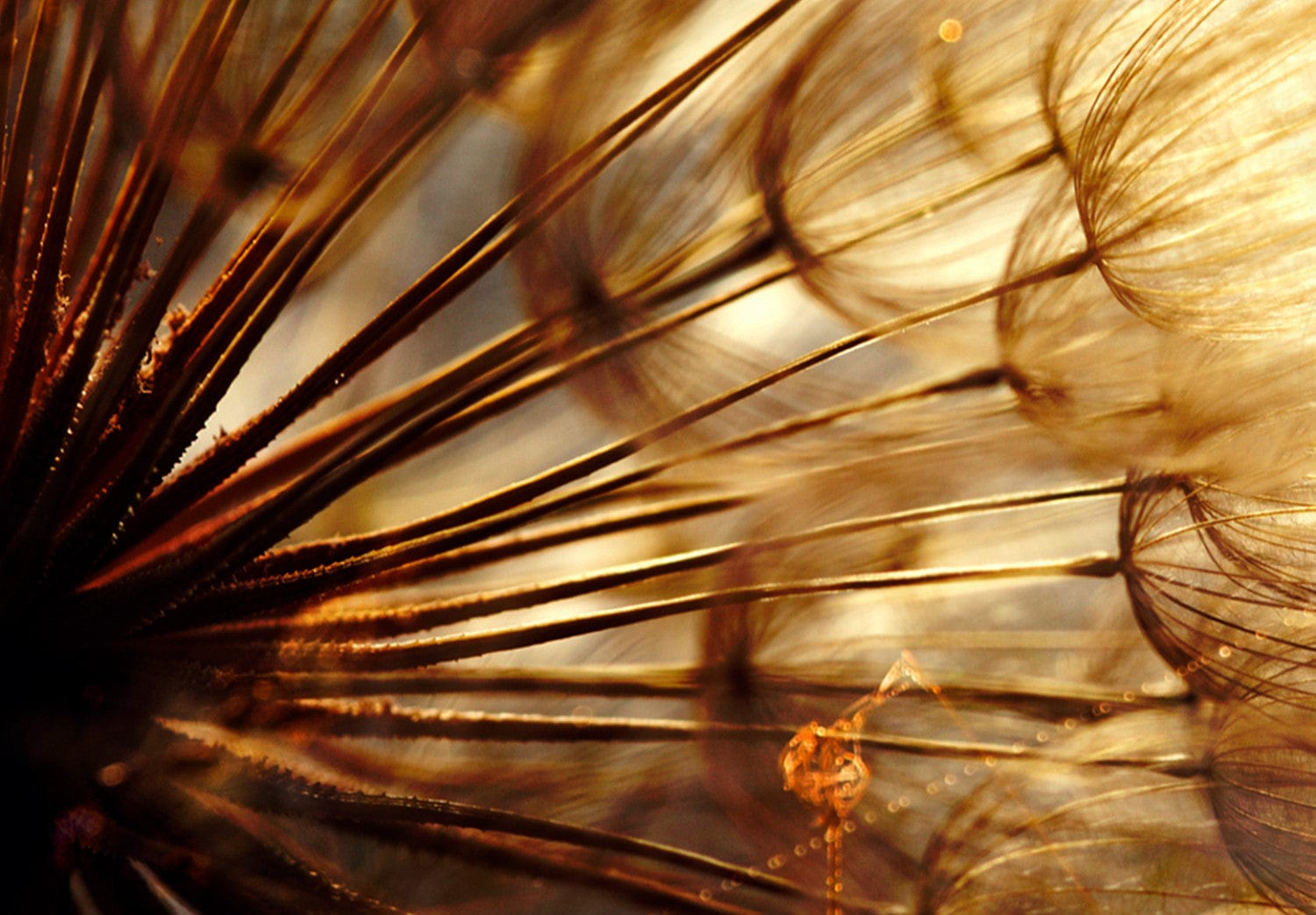 Glezna ar pienenēm - Dzintara rīts Home Trends