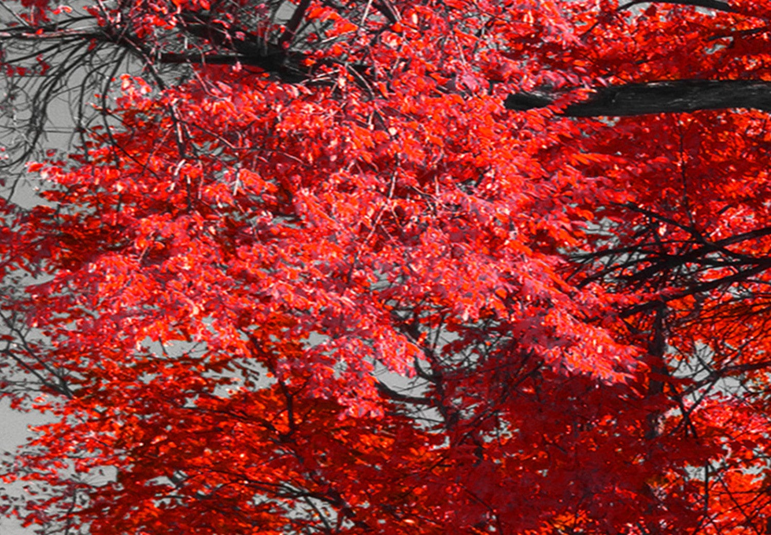 Glezna ar rudens skatu - Rudens parkā (5 daļas), horizontāla Home Trends