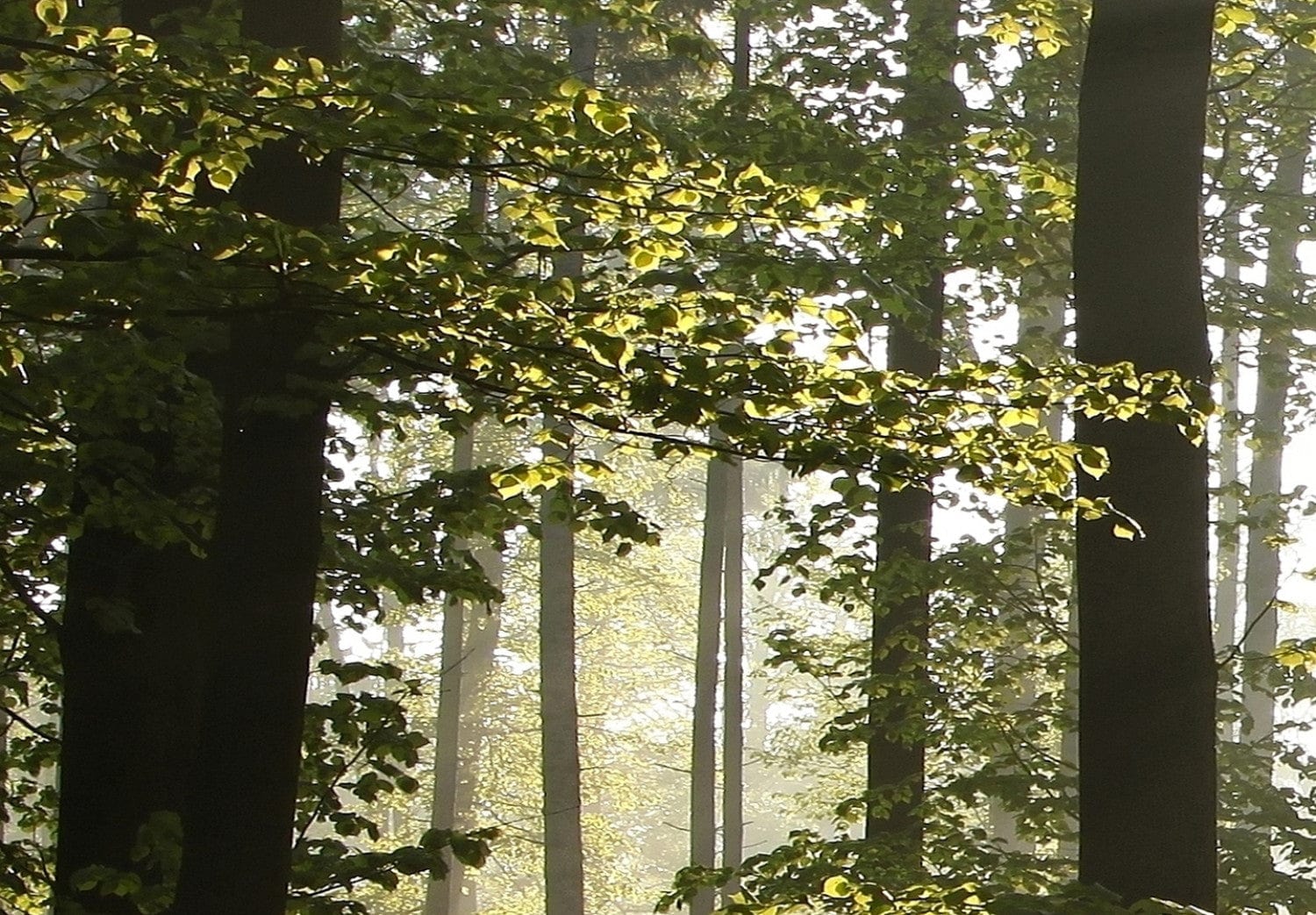 Glezna ar saulainu mežu - Skaists rīts, 97940 Home Trends
