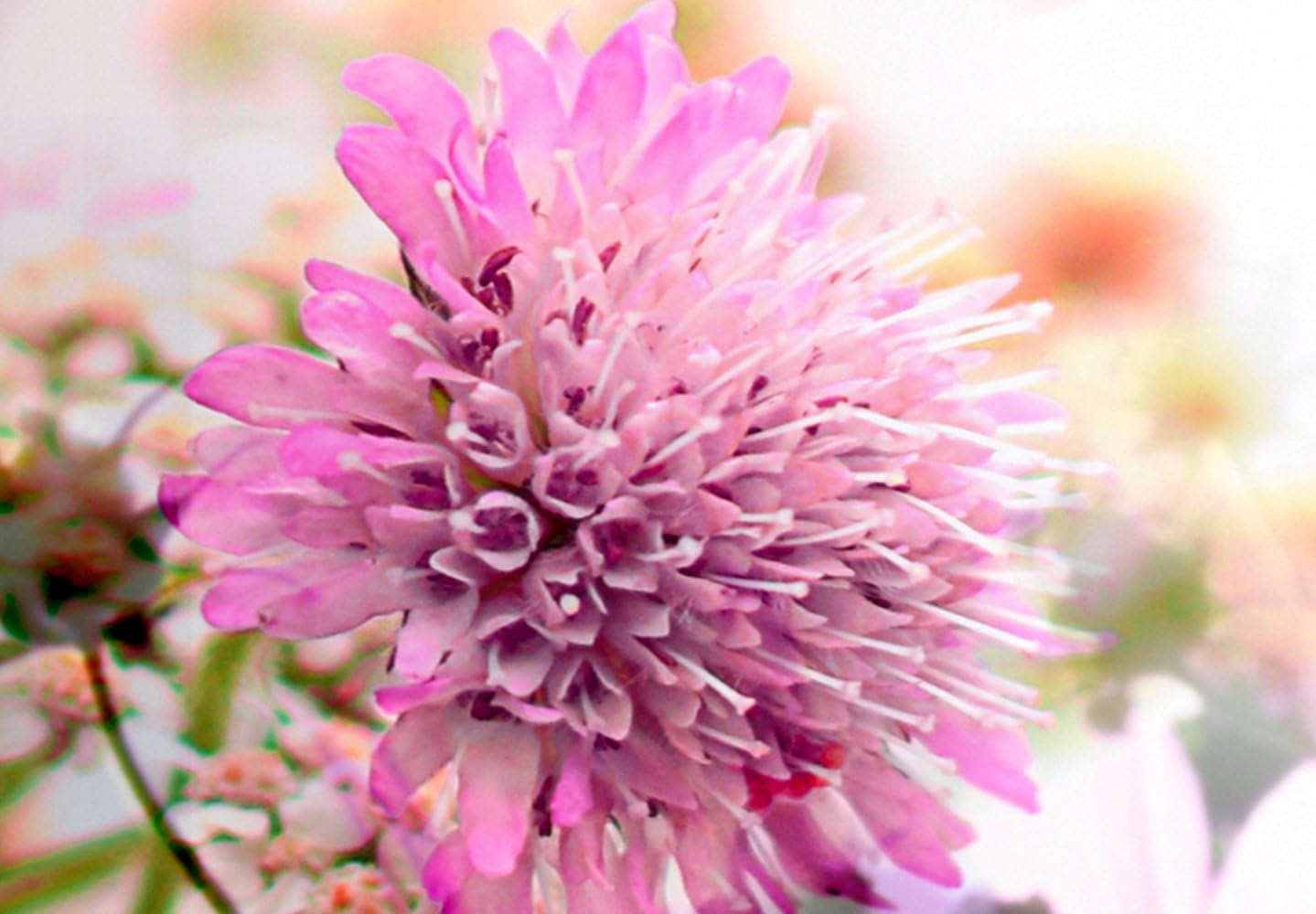 Kanva - Colourful Nature, (5 daļas) 225x100 Home Trends