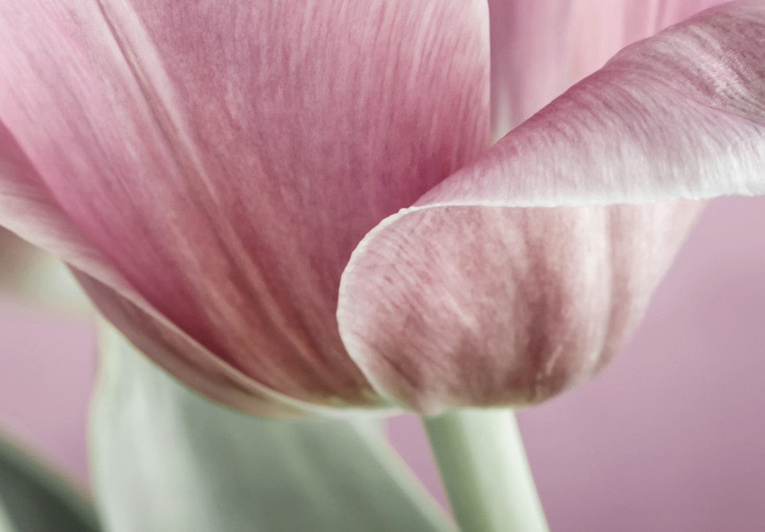 Glezna - Romantic Tulips Home Trends