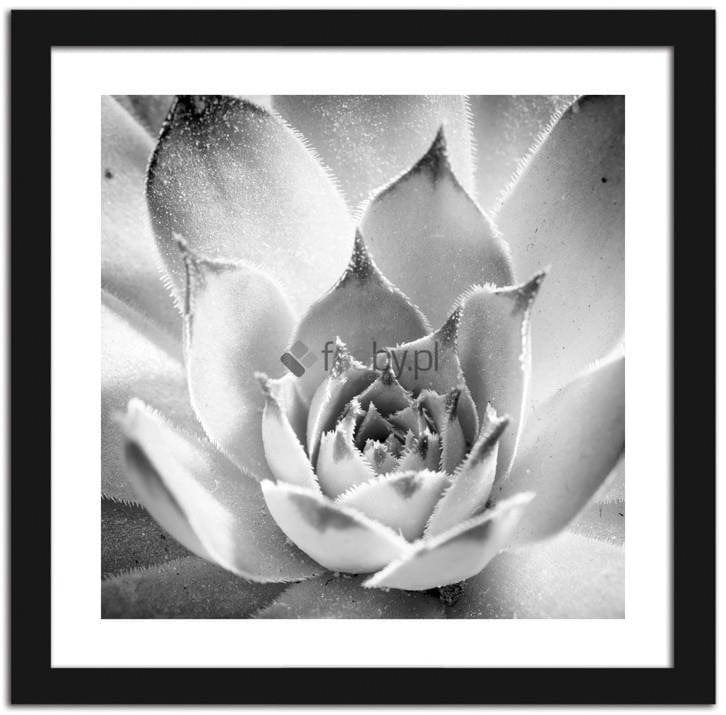 Picture in frame ZERO, A frosted flower Home Trends