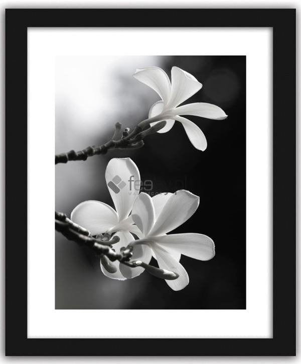 Picture in frame ZERO, Plumeria - lei flower Home Trends