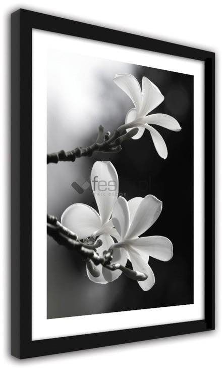 Picture in frame ZERO, Plumeria - lei flower Home Trends