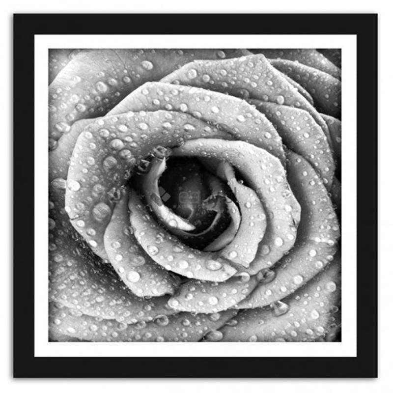 Picture in frame ZERO, Rose in dew black and white Home Trends