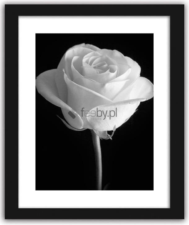 Picture in frame ZERO, The flower of the white rose Home Trends