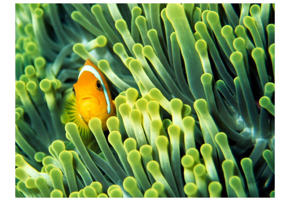 Fototapetes - Anemonefish E-interjers.lv