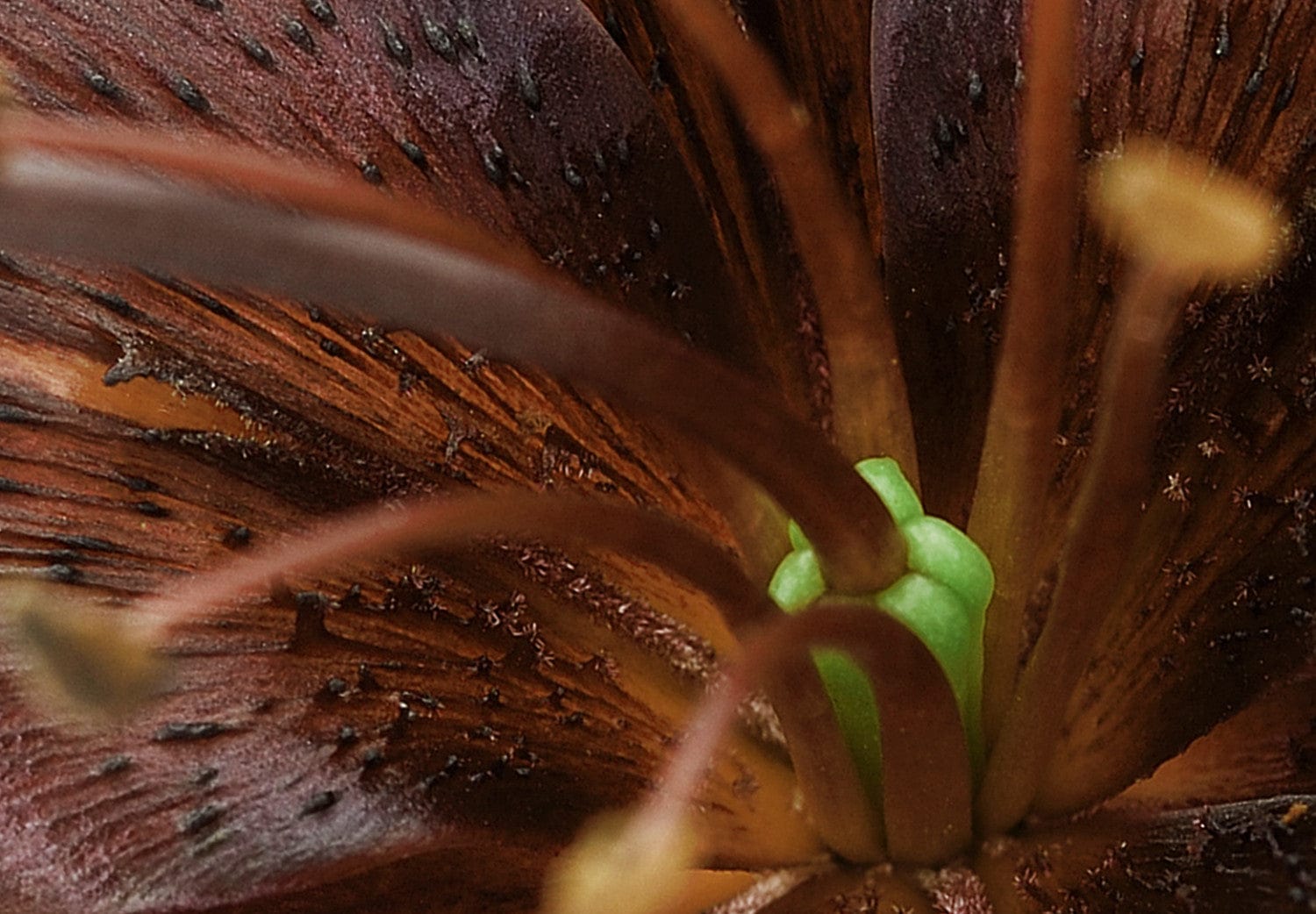 Fototapetes ar abstrakta ziediem dzintara toņos - Dzintara zeme, 91211 E-interjers.lv