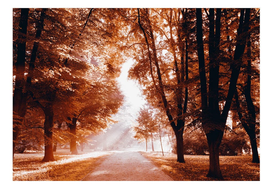 Fototapetes ar meža skatu - Rudens parks E-interjers.lv
