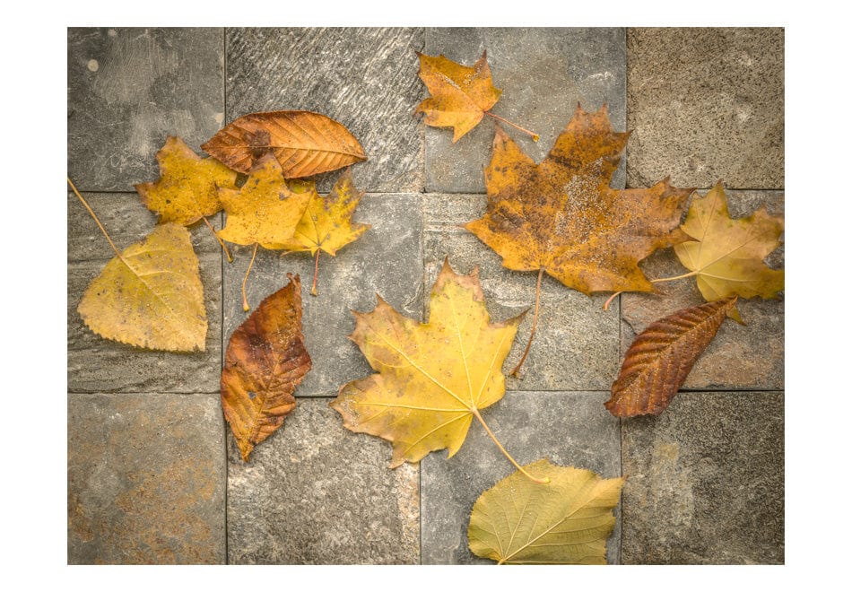Fototapetes ar meža skatu - Rudens vēstnesis E-interjers.lv