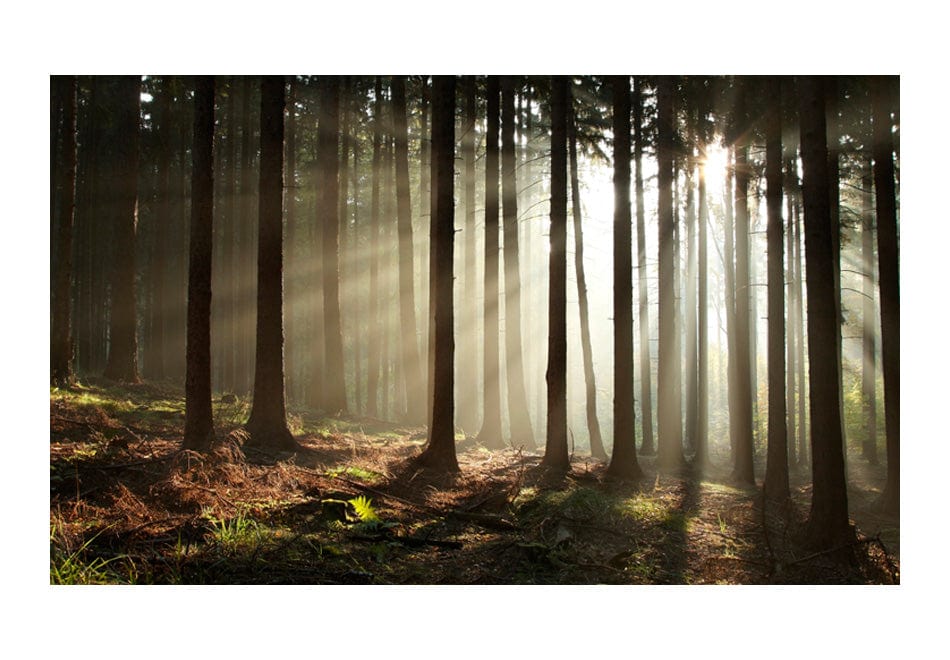 Fototapetes ar meža skatu - Skujkoku mežs 450x270 E-interjers.lv