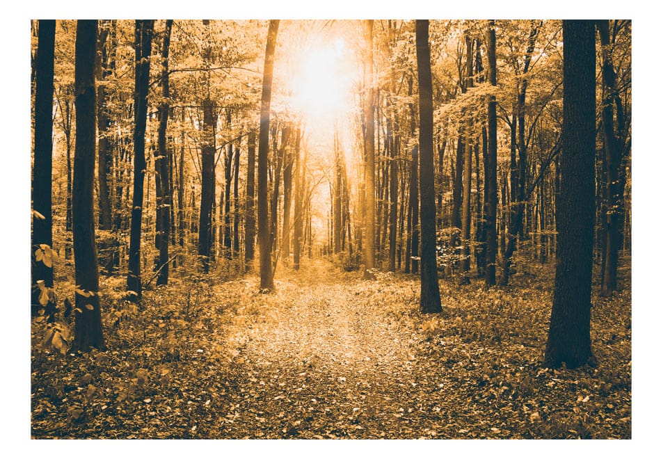 Fototapetes ar mežu - Maģiskā gaisma E-interjers.lv