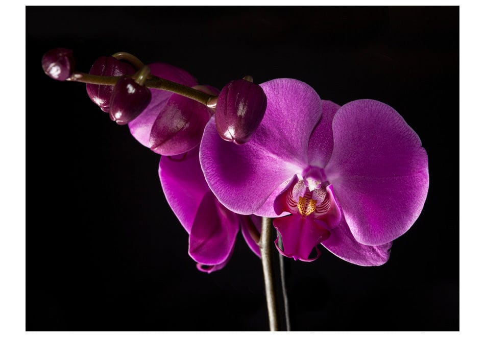 Fototapetes ar ziediem - eleganta orhideja E-interjers.lv