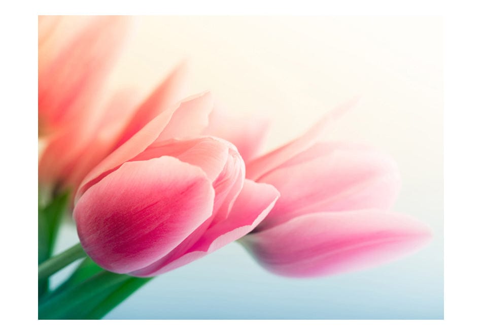 Fototapetes ar ziediem - Pavasaris un tulpes E-interjers.lv