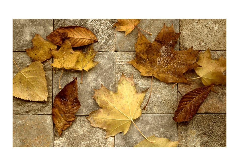Fototapetes ar ziediem - Rudens vēstnesis 450x270 E-interjers.lv