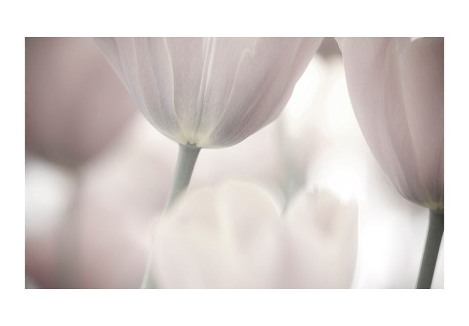 Fototapetes ar ziediem - Tulpes - melnbaltā māksla 450x270 E-interjers.lv