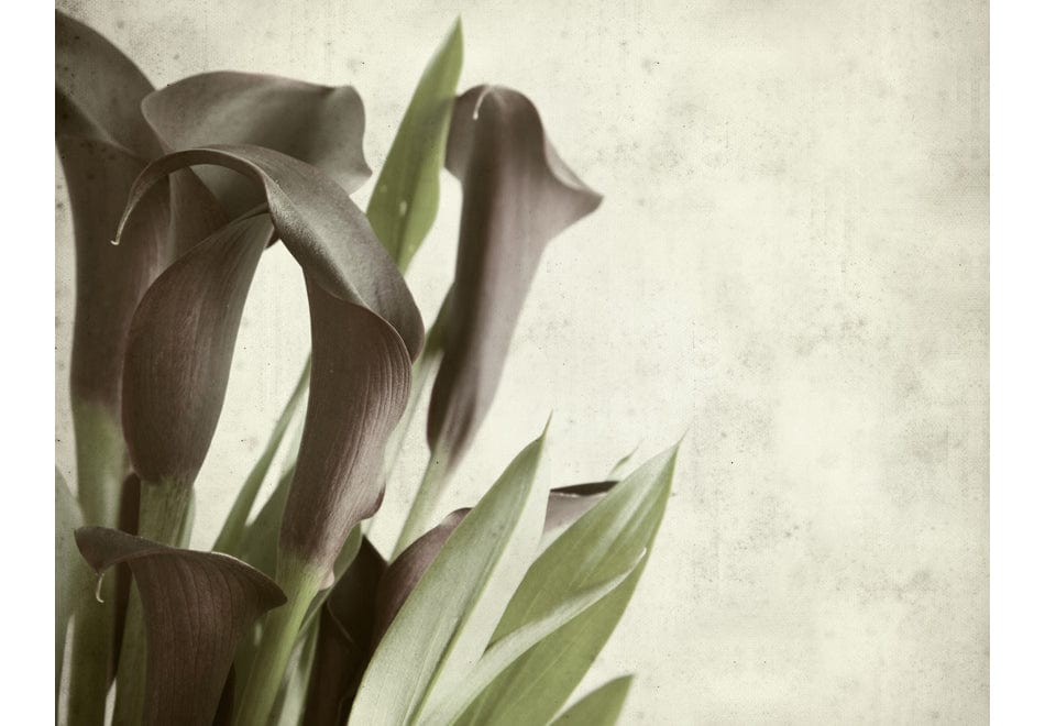 Fototapetes ar ziediem - Tumši violetas kalla lilijas - veca papīra fons E-interjers.lv