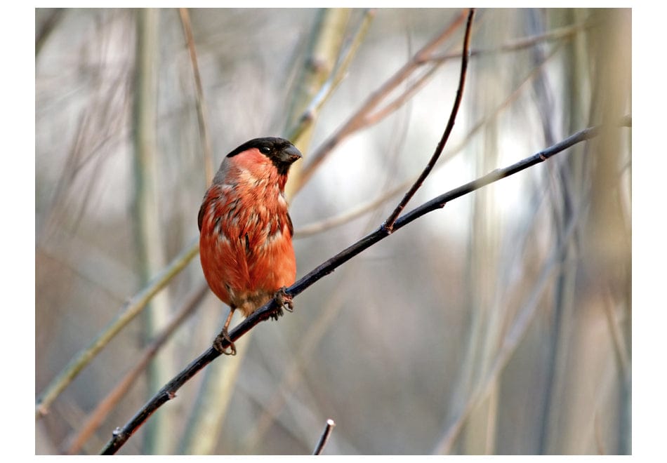 Fototapetes - Bullfinch mežā E-interjers.lv