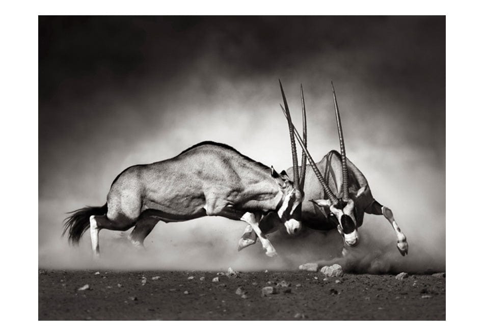 Fototapetes - Gemsbok cīņa E-interjers.lv