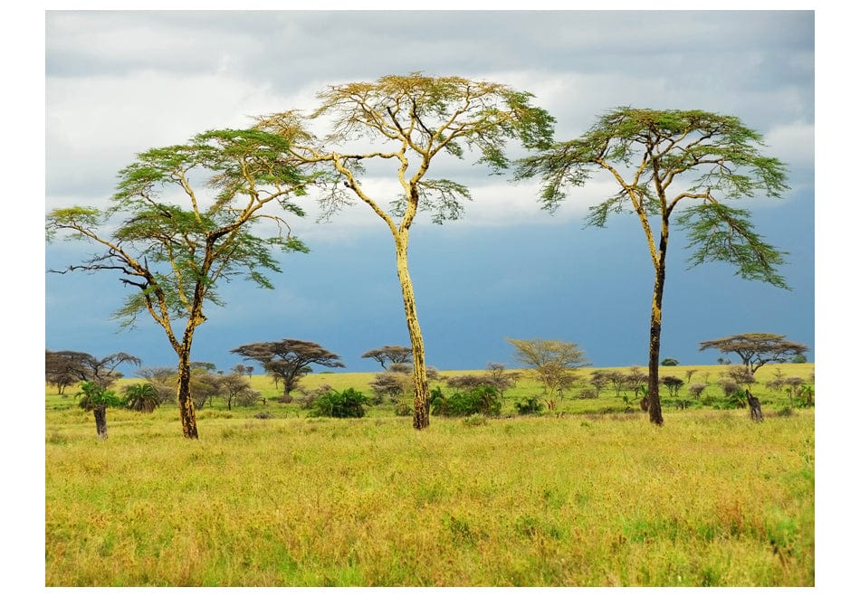 Fototapetes - Savannas koki E-interjers.lv