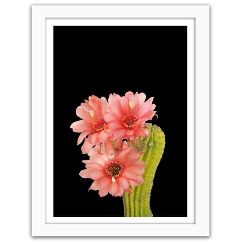 Glezna baltā rāmī - A cactus with red flowers Home Trends DECO