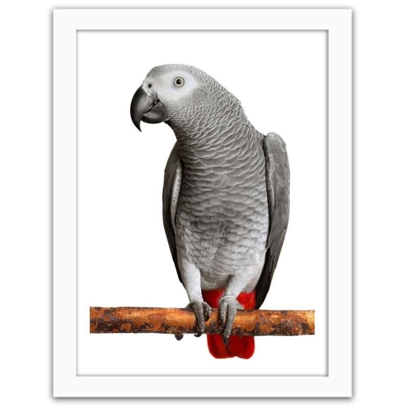 Glezna baltā rāmī - A jacoon parrot Home Trends DECO