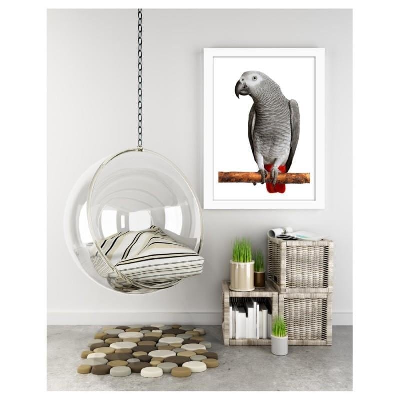 Glezna baltā rāmī - A jacoon parrot Home Trends DECO