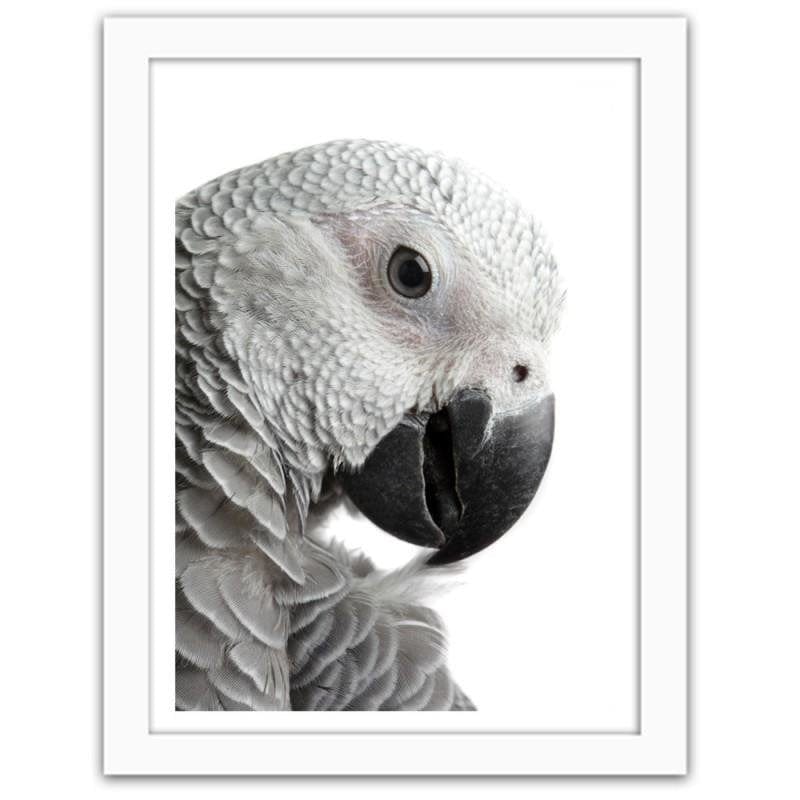 Glezna baltā rāmī - A jacoon parrot Home Trends DECO