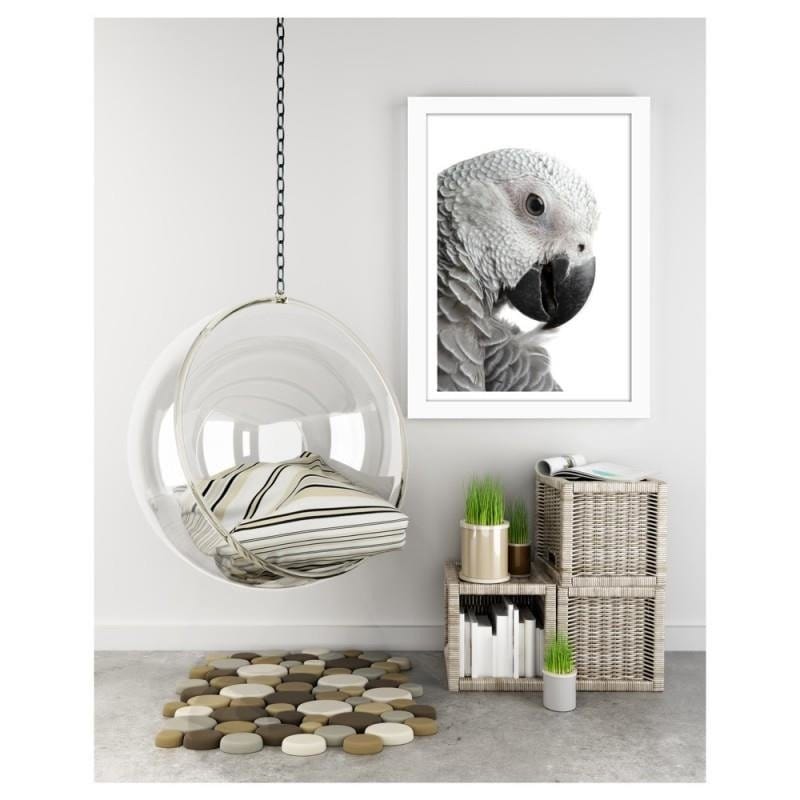Glezna baltā rāmī - A jacoon parrot Home Trends DECO