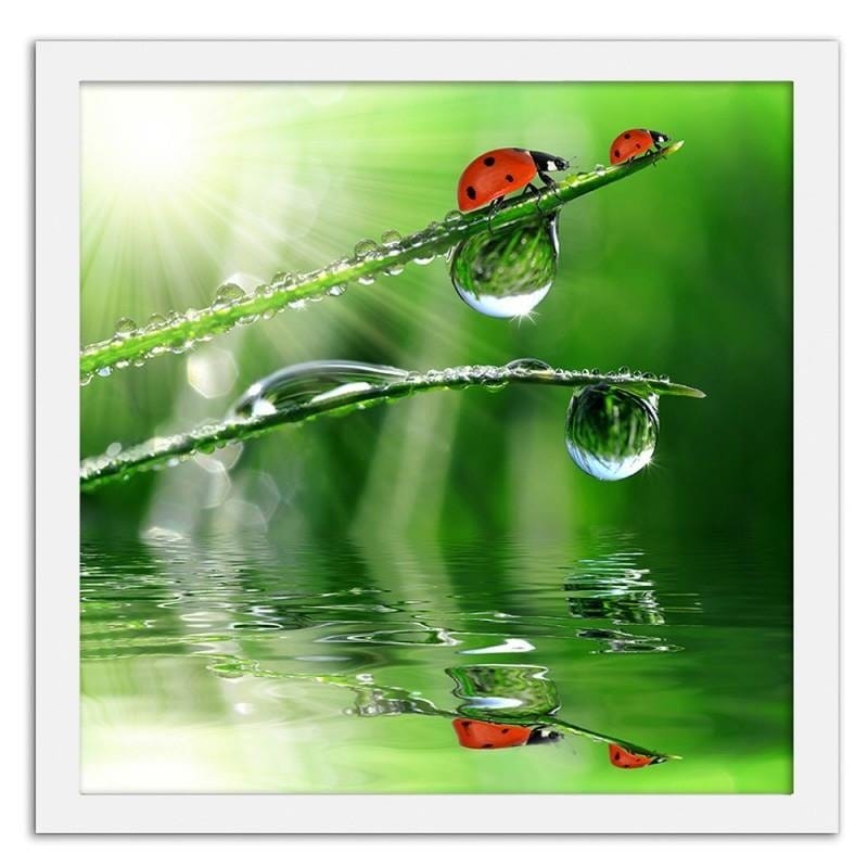 Glezna baltā rāmī - A ladybird on a dewy grass Home Trends DECO