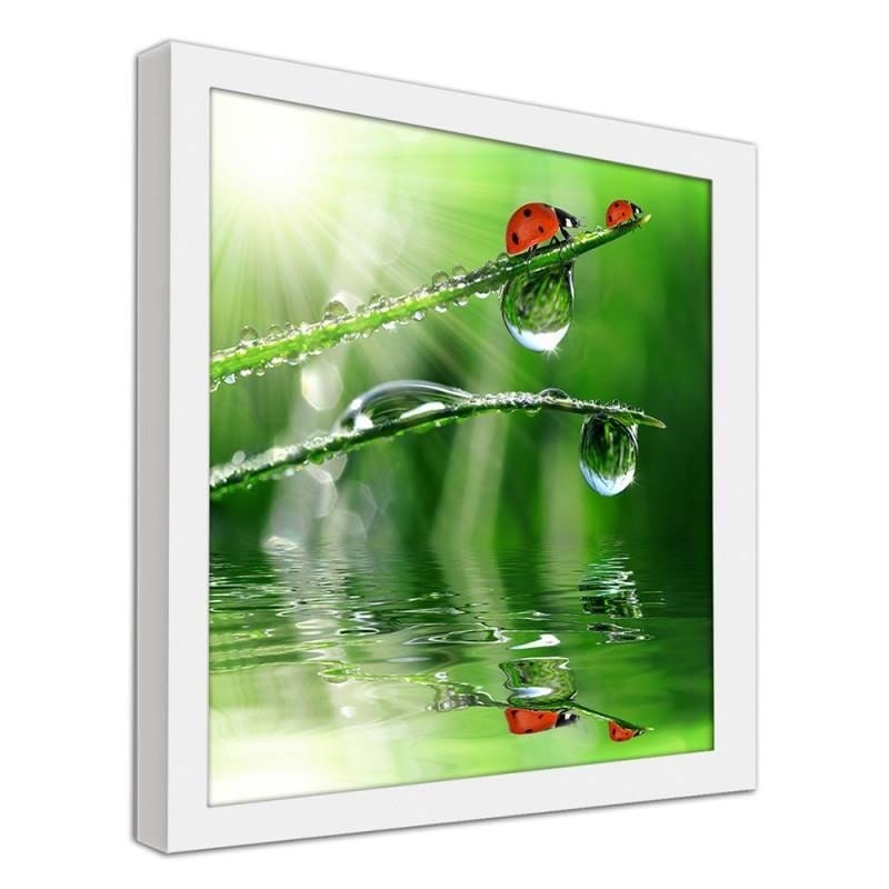 Glezna baltā rāmī - A ladybird on a dewy grass Home Trends DECO