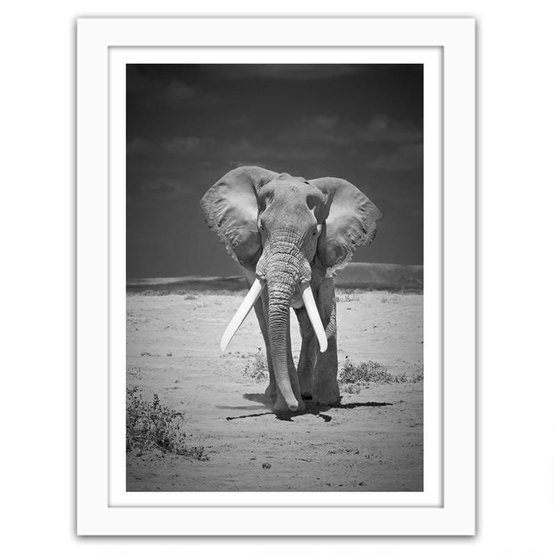 Glezna baltā rāmī - A lonely wandering elephant Home Trends DECO